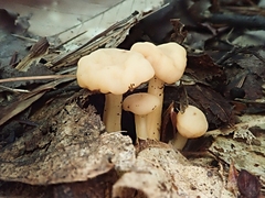 Cudonia lutea