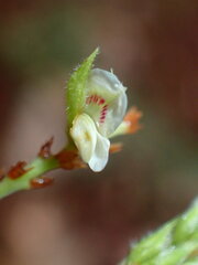 Lespedeza hirta