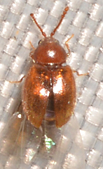 Anchicera