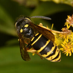 Vespula vidua