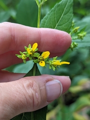 Verbesina occidentalis