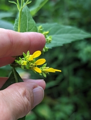 Verbesina occidentalis