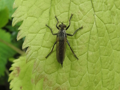 Eutolmus rufibarbis