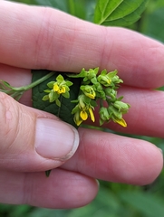 Verbesina occidentalis