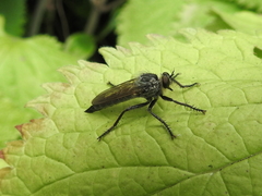 Eutolmus rufibarbis