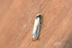 Tinea apicimaculella