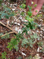 Lespedeza hirta