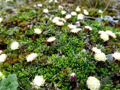 Baccharis
