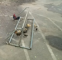 Gallus gallus domesticus