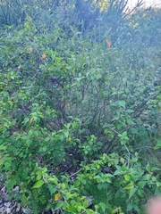 Croton sonorae