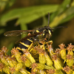 Vespula vidua