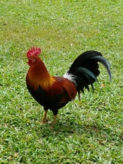 Gallus gallus domesticus