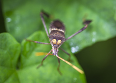 Leptoglossus zonatus