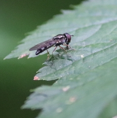 Platycheirus