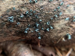 Chlorociboria aeruginascens