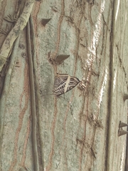 Colobura dirce