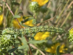 Heliothis