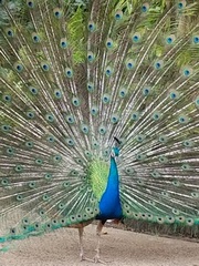 Pavo cristatus