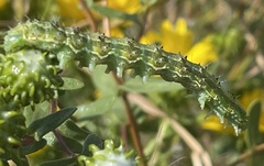Heliothis