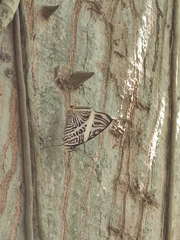Colobura dirce