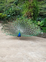 Pavo cristatus