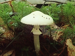 Amanita citrina