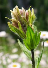 Castilleja parviflora albida