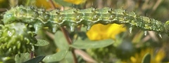 Heliothis