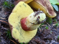 Boletus smithii
