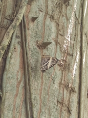 Colobura dirce