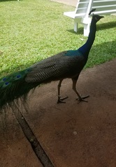 Pavo cristatus