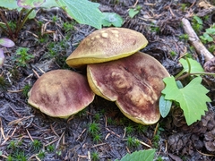 Boletus smithii