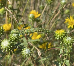 Heliothis