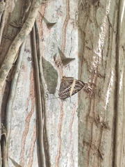 Colobura dirce