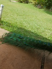 Pavo cristatus