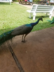 Pavo cristatus