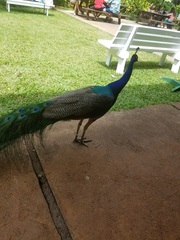 Pavo cristatus