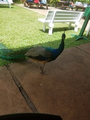 Pavo cristatus