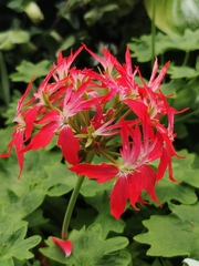 Silene fulgens