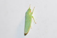 Gyponana octolineata