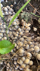 Coprinellus disseminatus