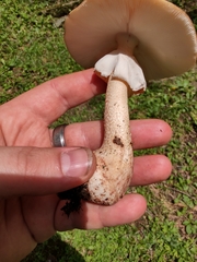 Amanita amerirubescens