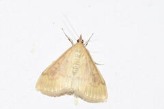Ostrinia nubilalis