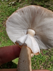 Amanita amerirubescens