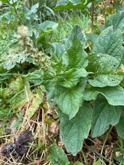 Blitum bonus-henricus