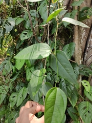 Passiflora auriculata