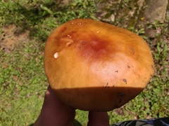 Amanita amerirubescens