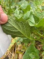 Blitum bonus-henricus