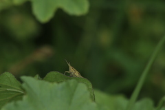 Sphenarium purpurascens