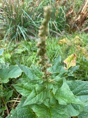 Blitum bonus-henricus